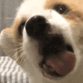 IMG_7338.gif
